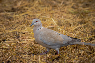 Eurasian collared dove walks on the hay perpendicular to the camera lens on a cloudy spring day. Close-up portrait of a Eurasian collared dove with a hay background.