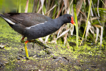 An adult common moorhen (Gallinula chloropus) walks in the swamp perpendicular to the camera lens on a sunny spring day.	