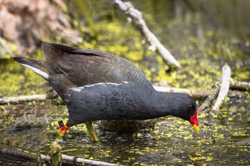 An adult common moorhen (Gallinula chloropus) walks in the swamp perpendicular to the camera lens on a sunny spring day.	