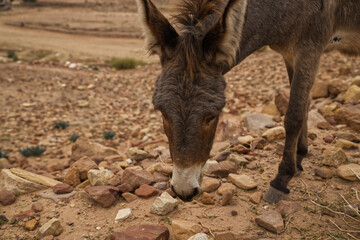 Donkey in Jordanian ancient city Petra in rocks