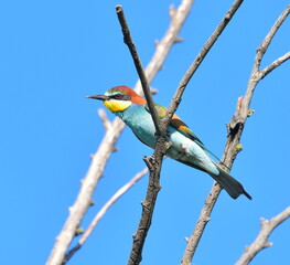 Merops apiaster posing on the branch in wildlife.