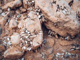 pile shells of dead mollusks on stones on bottom of a dry lake