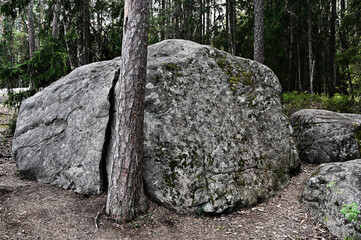 large stone boulder in a deep forest © Mikhail Olykainen