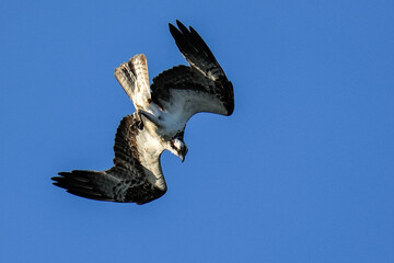 Osprey Flight
