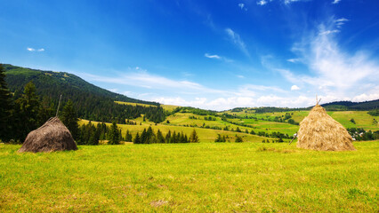 rural landscape with haystacks in the field near the forest at the foot of the mountain. nature scenery of ukrainian carpathian countryside in summer on a sunny day with clouds on the sky