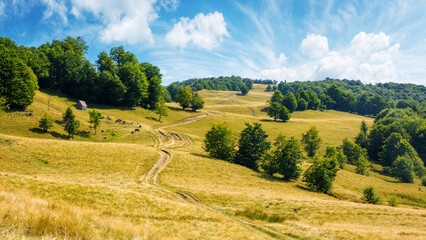 landscape with lush beech trees near the dirt road uphill. beautiful summer scenery in august. meadow on the hill in weathered grass. primeval forest on the slope. blue sky with clouds on a sunny day