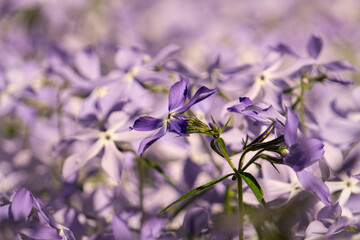 Blue fragrant matthiola flowers in the garden	