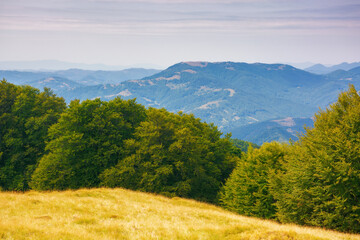primeval beech forest on the mountain hillside. beautiful landscape with alpine grassy meadow in summer. grass and trees on the hill. beauty of transcarpathian nature, ukraine in evening light