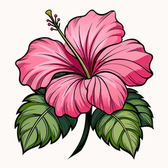 no-background-pink-hibiscus-flower-with-black-line