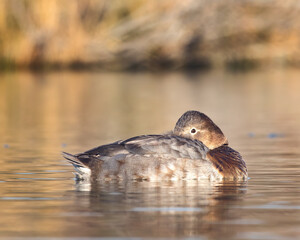 bellezza della natura vicino Roma, beautiful nature near Rome