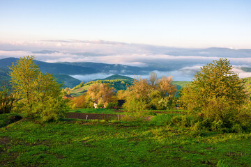 cold morning fog in rural valley of carpathian mountain landscape. countryside scenery of ukraine in summer. mist among trees on the grassy hill at sunrise
