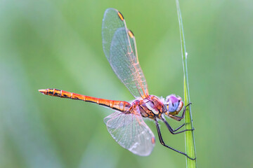 bellezza della natura vicino Roma, beautiful nature near Rome