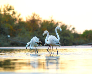 bellezza della natura vicino Roma, beautiful nature near Rome