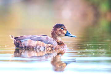 bellezza della natura vicino Roma, beautiful nature near Rome