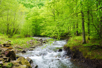 Obraz premium water source of turiya river of ukraine in spring. beautiful nature landscape in the primeval carpathian forest. beech trees along the creek in ambient light on a cloudy day