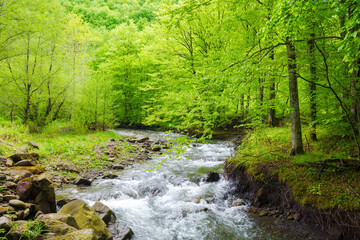 water source of turiya river of ukraine in spring. beautiful nature landscape in the primeval carpathian forest. beech trees along the creek in ambient light on a cloudy day