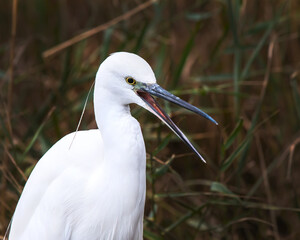 bellezza della natura vicino Roma, beautiful nature near Rome