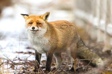 bellezza della natura vicino Roma, beautiful nature near Rome