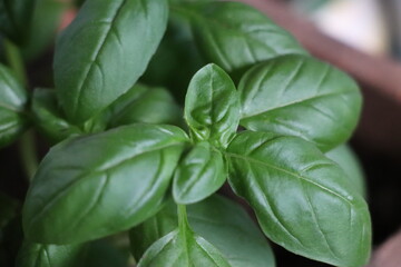 basil