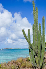 Organ-pipe cactus tree in Pos Chiquito Beach Park Aruba