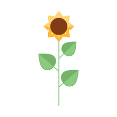Sunflower illustration isolated on white background