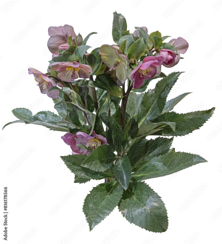 Wall mural Helleborus rouge