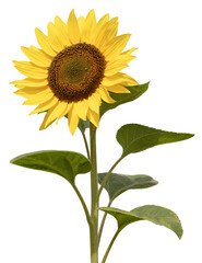 Fleur de tournesol	