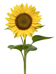 Fototapeta premium Fleur de tournesol 