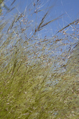 Gros plan d'une graminée Stipa tenuissima	