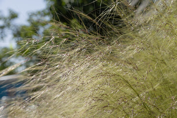 Gros plan d'une graminée Stipa tenuissima	