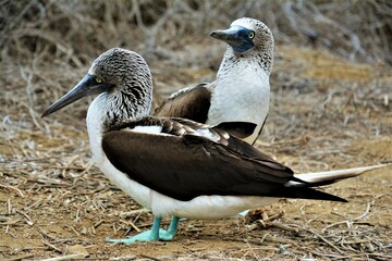 Blue-footed booby observed on the Plata Island, a small island off the coast Manabí (Isla de la...