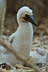 Chick of the Blue-footed booby observed on the Plata Island, a small island off the coast Manabí (Isla de la Plata, Parque Nacional Machalilla, Ecuador)