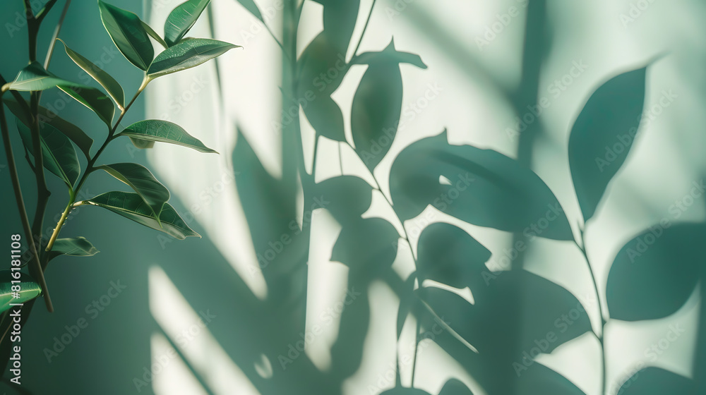 Poster abstract shadow sun glare from glass and leaves empty background composition for product presentatio