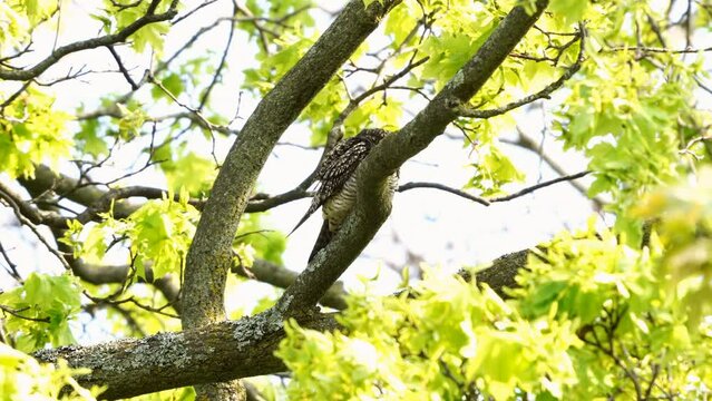 Nighthawk preening itself on a tree branch in Toronto in the spring