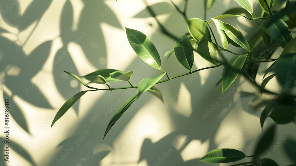 Poster abstract shadow sun glare from glass and leaves empty background composition for product presentatio