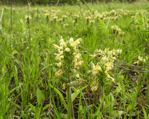 Pedicularis canadensis (Wood Betony) Native North American Prairie Wildflower