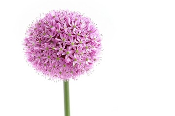 Pink Flower On White. Allium Flower in Natural Setting with Purple and White Color Scheme