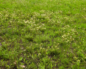 Pedicularis canadensis (Wood Betony) Native North American Prairie Wildflower
