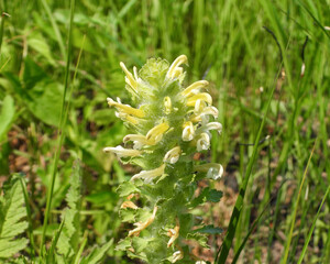 Pedicularis canadensis (Wood Betony) Native North American Prairie Wildflower