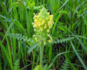 Pedicularis canadensis (Wood Betony) Native North American Prairie Wildflower