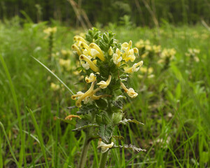 Pedicularis canadensis (Wood Betony) Native North American Prairie Wildflower