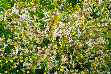 Flowering fruit tree in a meadow of blooming dandelions, top view, beautiful spring view in nature