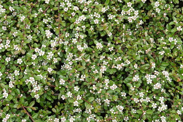 Arbuste cotonéaster en fleurs