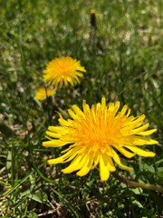 dandelions
