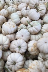 White pumpkins