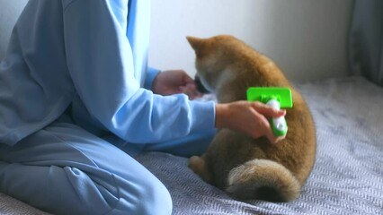 person combing and brushing with slicker brush out shiba inu puppy lying calmly in her arms at home. giving a yummy treat of dog, pet and owner. grooming siba doggy fluff with special brush