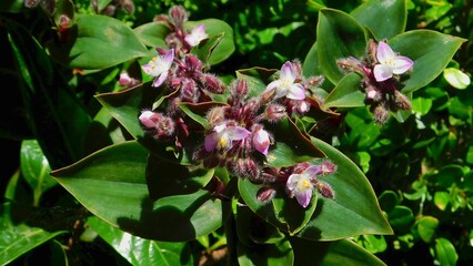 Flowering inch plant, or Tradescantia cerinthoides, flowers