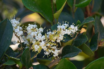 Wax leaf privet, or Ligustrum japonicum, plant blossoming with white flowers, in a garden in Athens, Greece