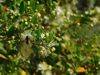 Myrtle, or Myrtus communis, white flowers and a bee, in Glyfada, Greece