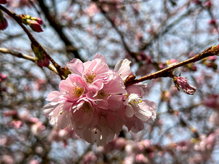 Spring is here blossoming tree cherry, almond, sakura. Beautiful white pink flowers, blooming tree. Beautiful trees in park. Blossoming alley. Sakura cherry blossom